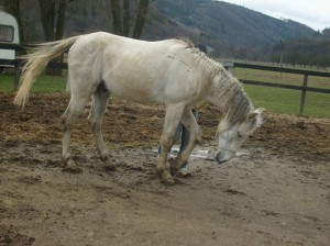 Obrazek